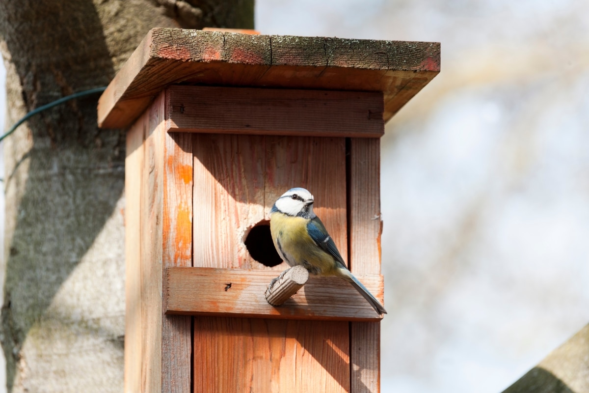 Mésange sur un nichoir à balcon au jardin