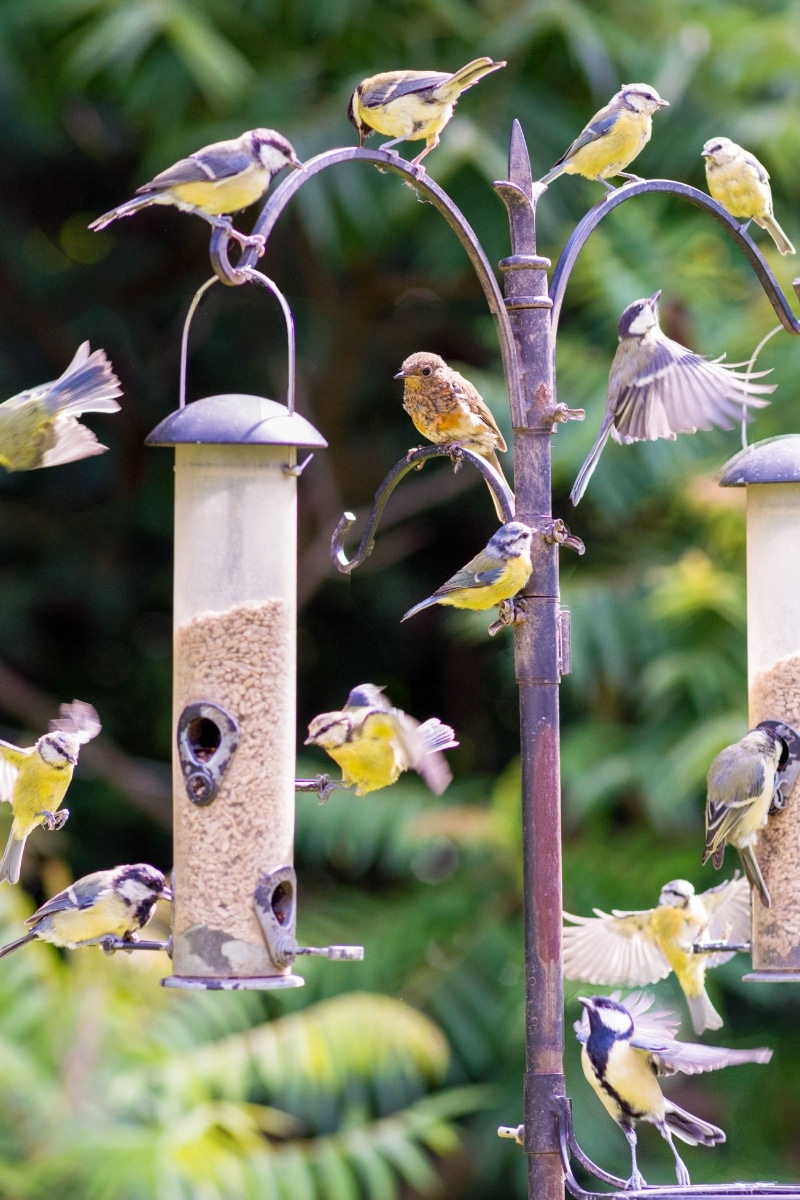 Mésanges sur un nichoir au jardin