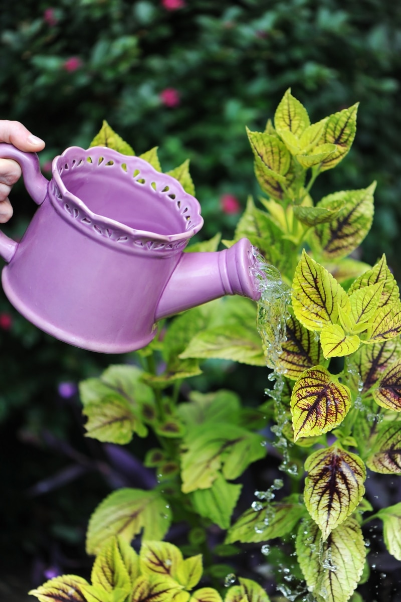 Mettre du vinaigre blanc dans l'eau d'arrosage