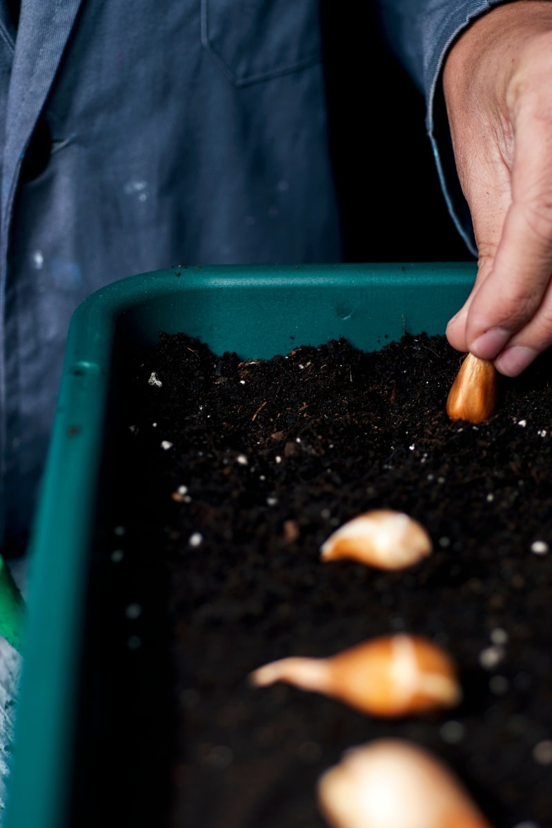 Mise en terre des bulbes de tulipes