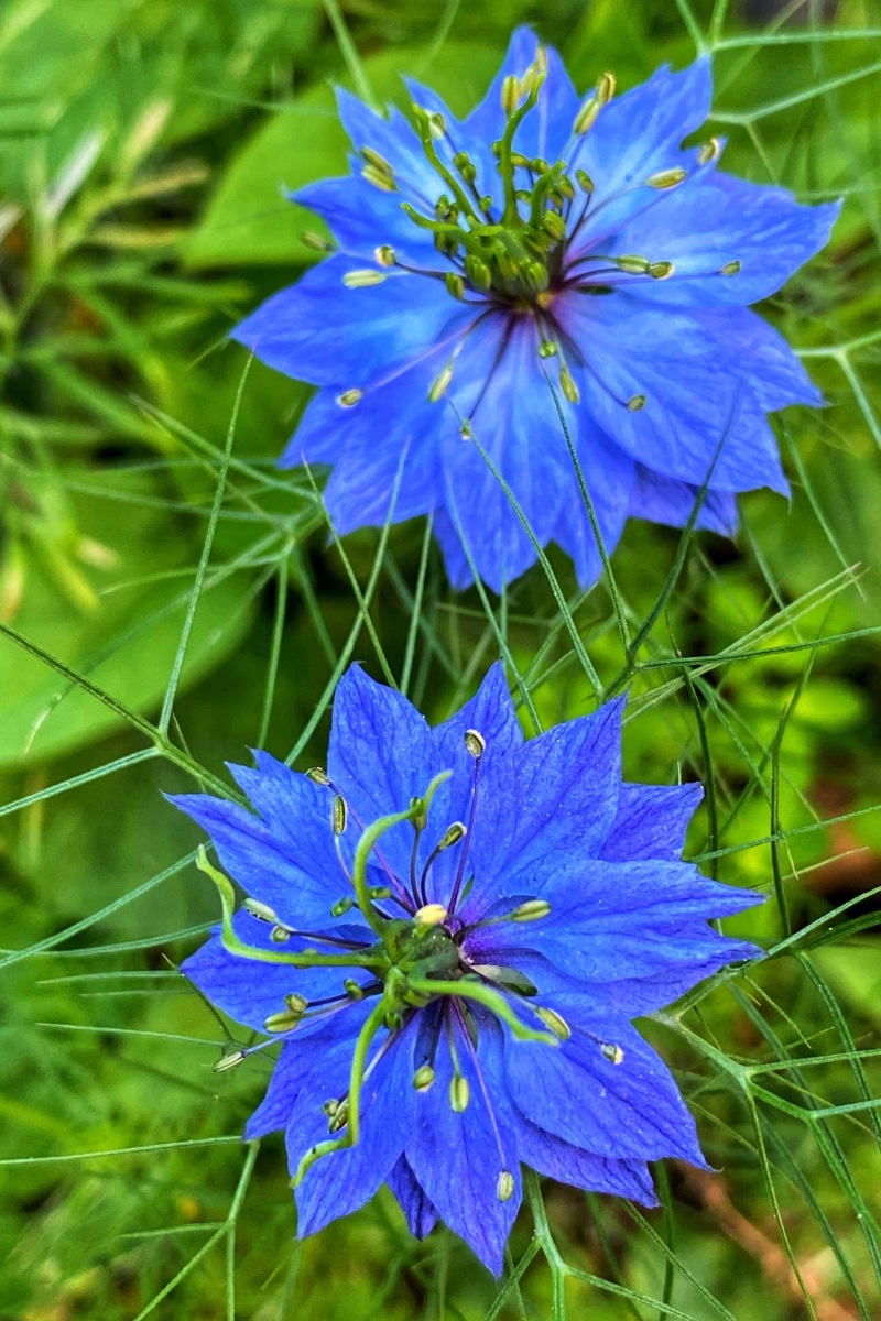 Nigelle de Damas