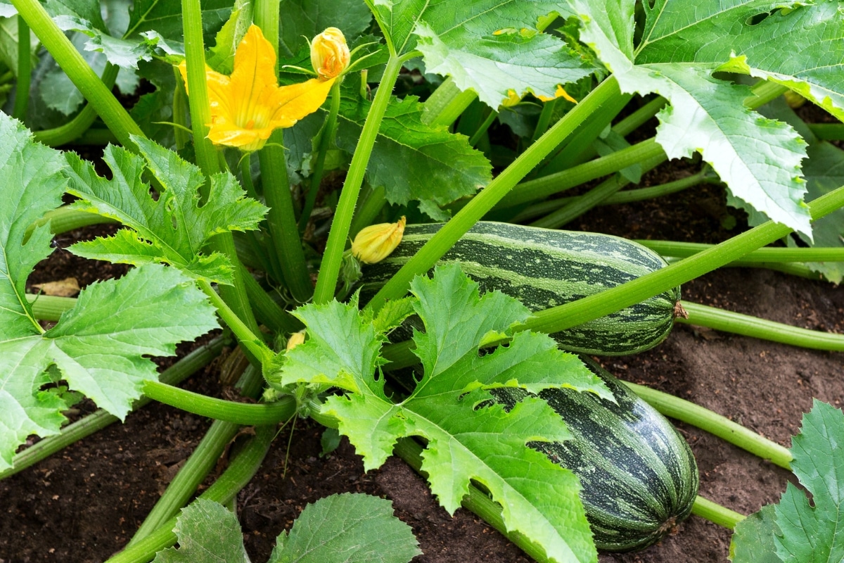 Planter des courgettes dans le jardin