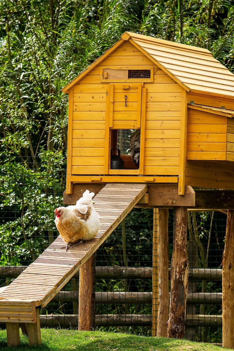 Poulailler au jardin