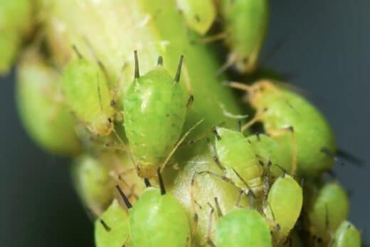 À épingler : Faites attention à ces 5 insectes nuisibles qui menacent vos jardins ce printemps !