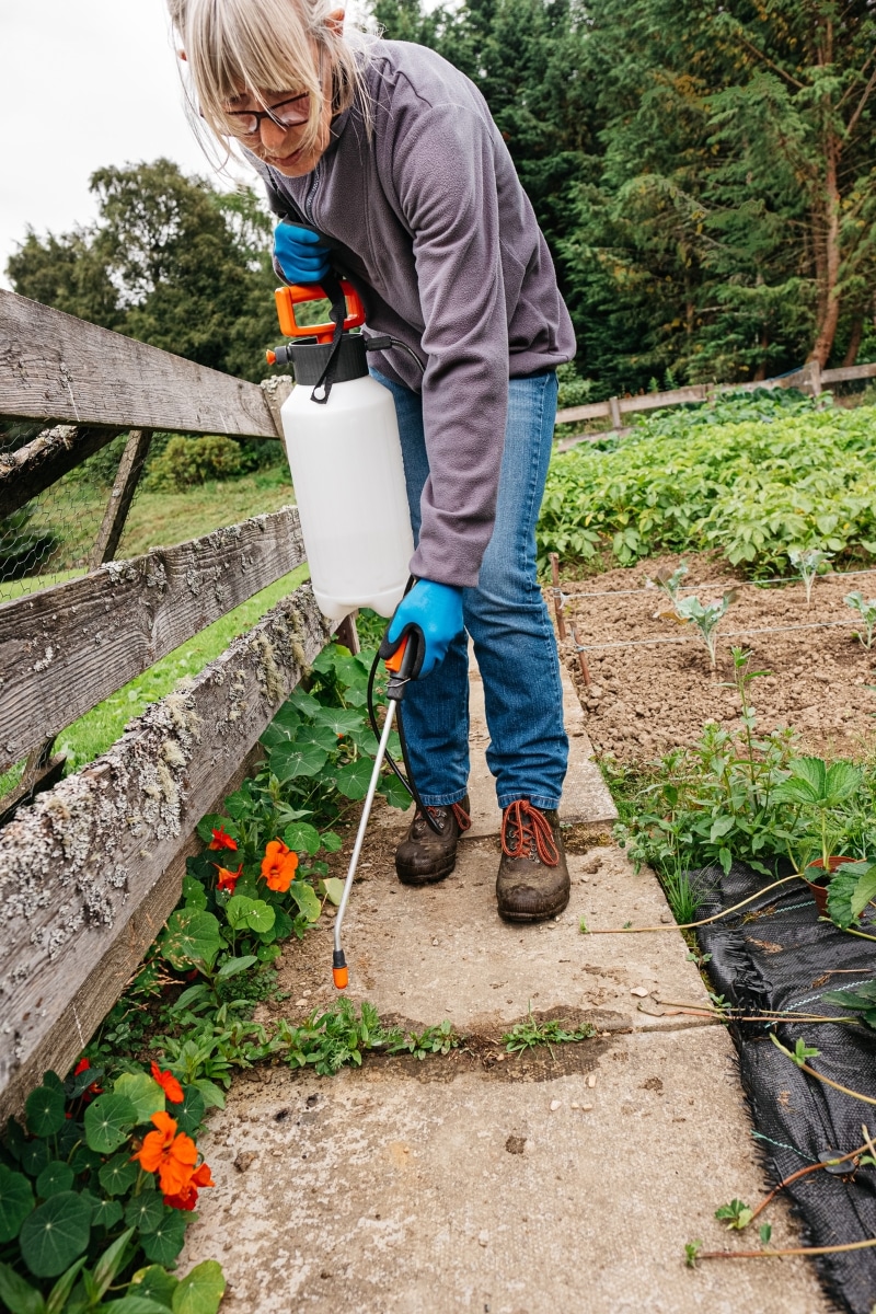 Pulvériser les mauvaises herbes avec du glyphosate