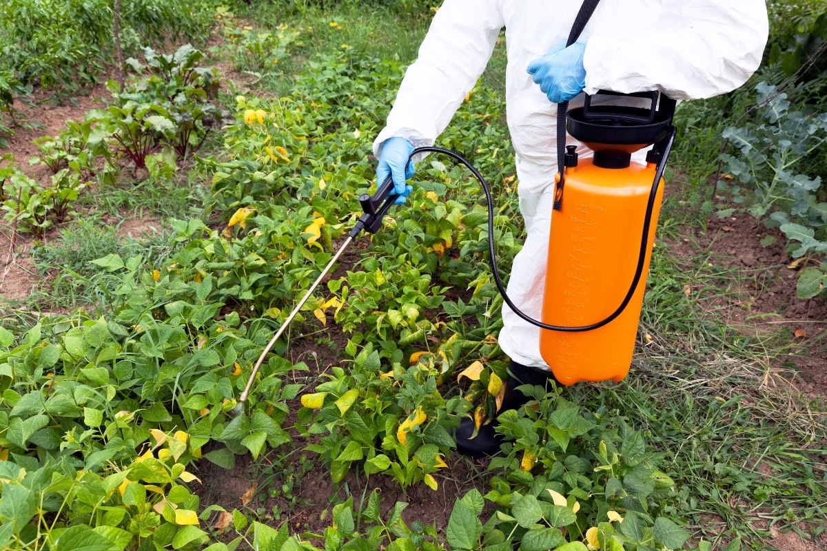 Quelles alternatives pour le glyphosate au jardin