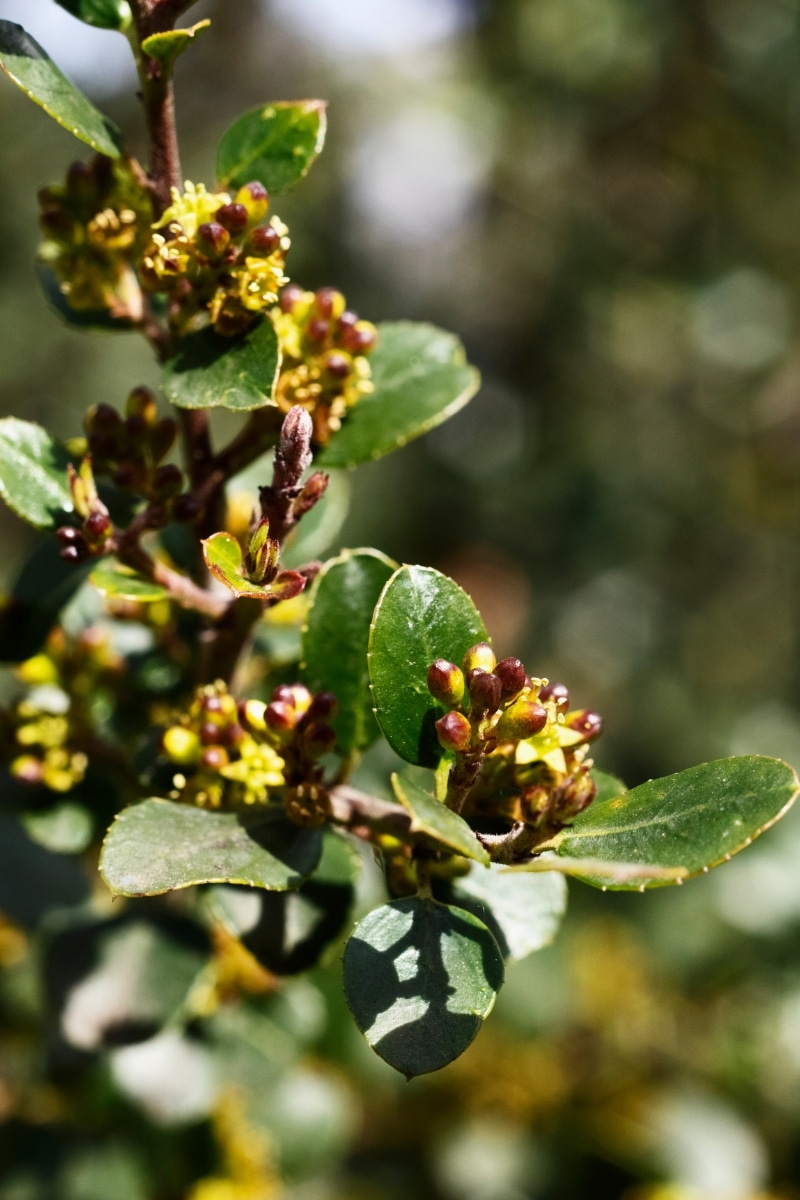 Rhamnus alaternus