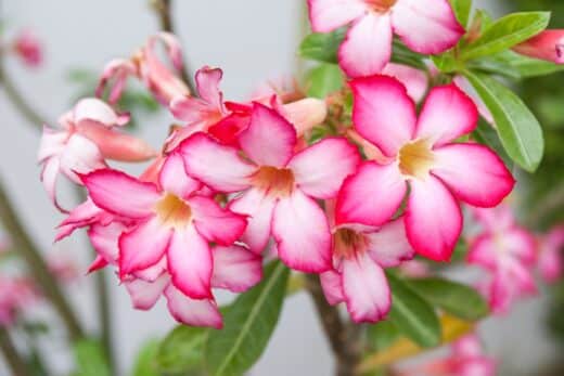 À épingler : Rose du désert : secrets de plantation et d’entretien pour une belle floraison
