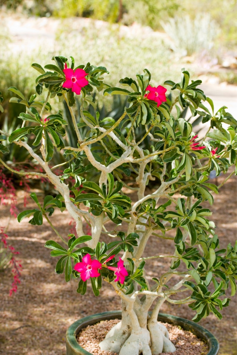 Rose du désert en pot