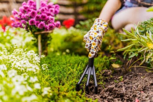 À épingler : Rouleaux de papier toilette, chaussure à talon…Ces objets du quotidien qui révolutionneront votre jardinage !