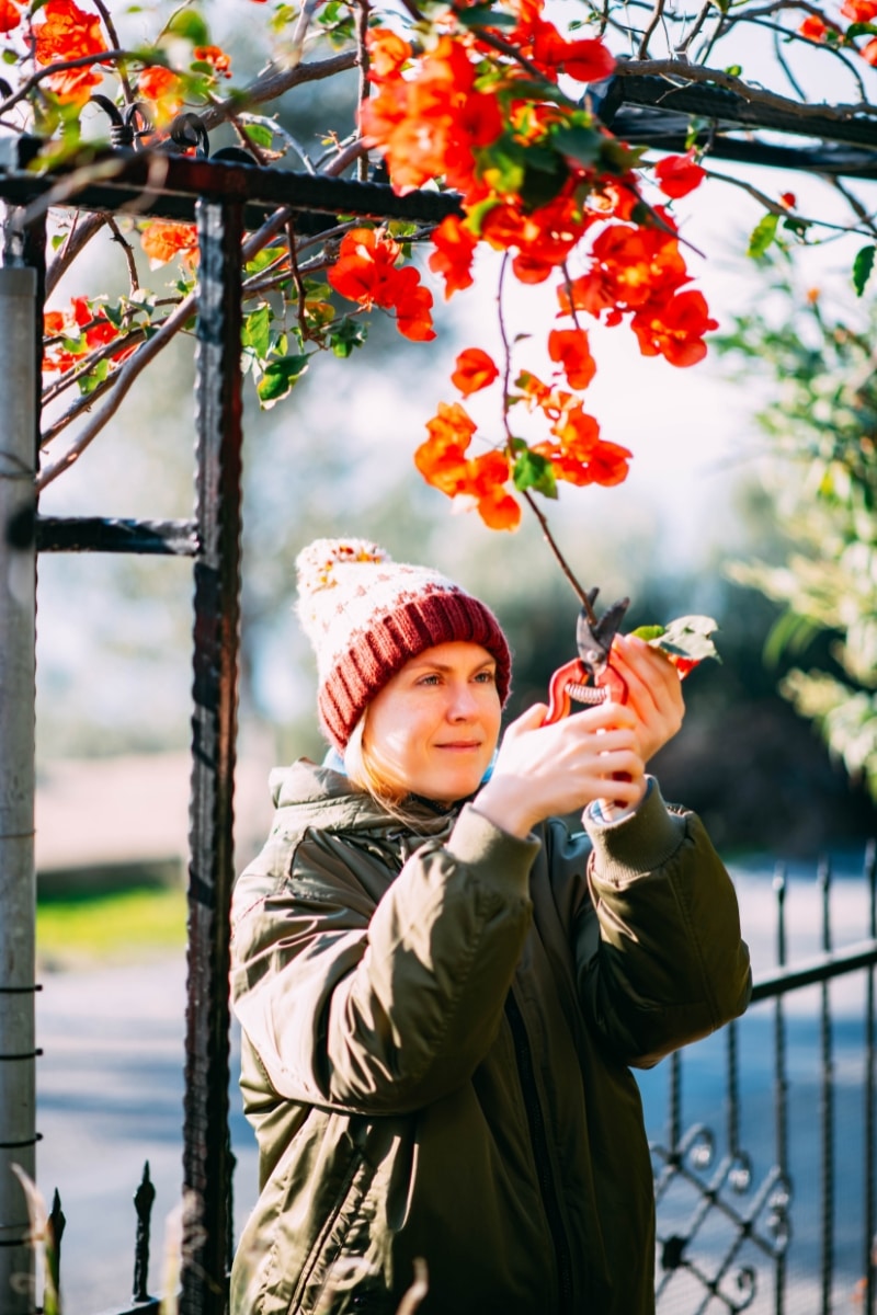 Tailler un bougainvillier