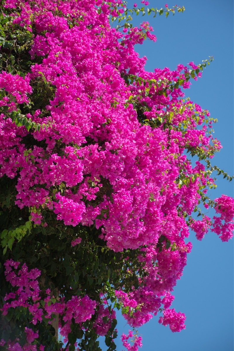 Un bougainvillier