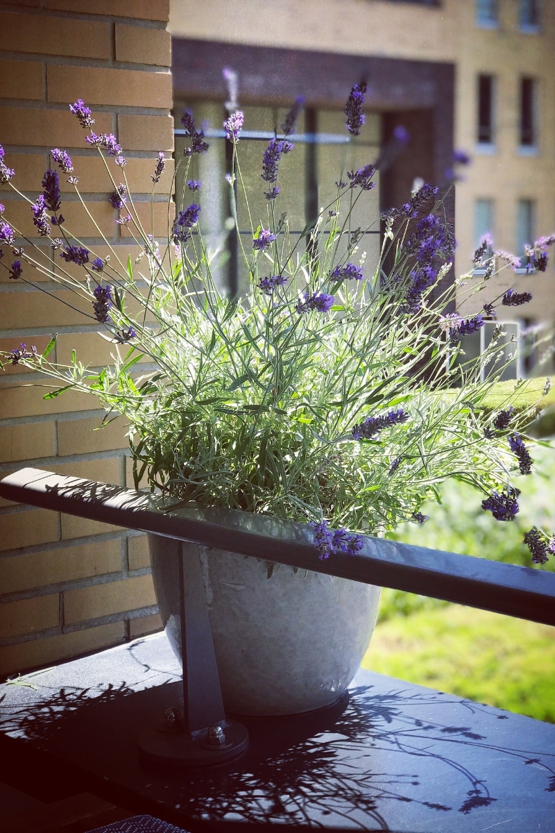 Un pot sur le rebord du balcon