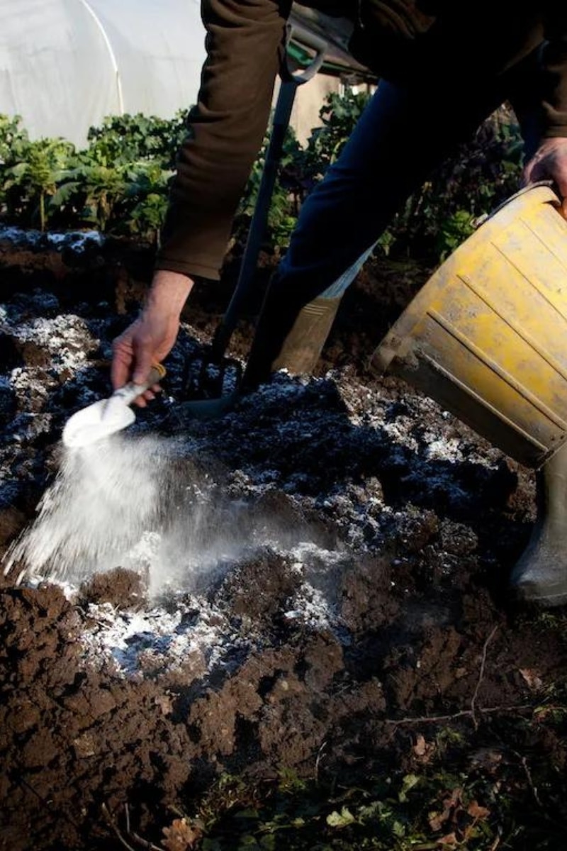 Utiliser la chaux au jardin