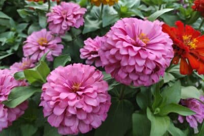 Zinnias au jardin