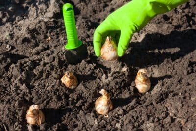 4 bulbes à planter en ce moment pour un jardin coloré jusqu'en novembre