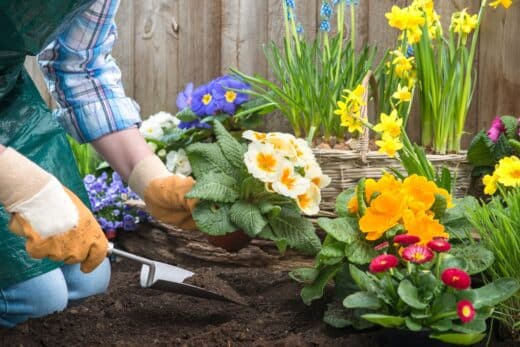 À épingler : 4 fleurs à semer en ce moment pour embellir votre jardin jusqu’en novembre