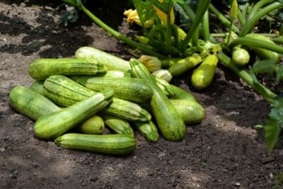 4 plantes à mettre au pied de vos courgettes en mai pour éloigner nuisibles et maladies