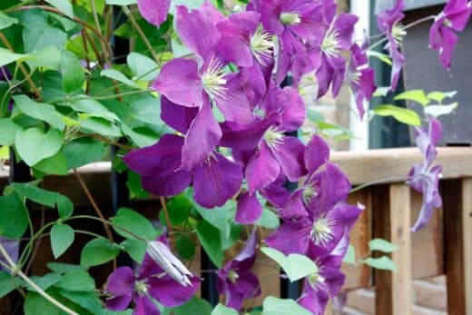À épingler : 4 plantes grimpantes persistantes et faciles à entretenir à adopter dans votre jardin !