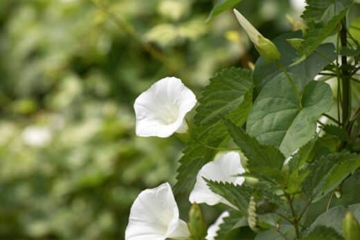À épingler : 4 fleurs qui s’ouvrent seulement à la tombée de la nuit