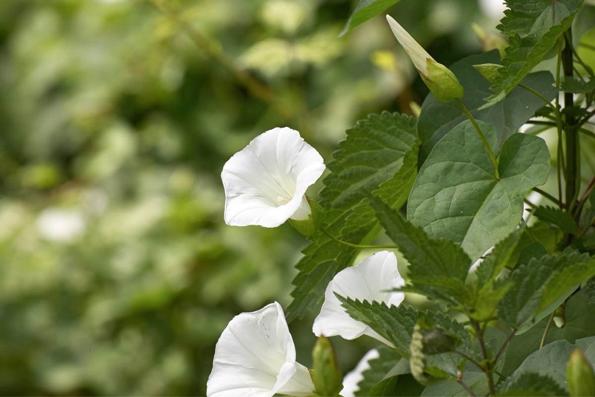 4 variétés de plantes qui s'ouvrent seulement à la tombée de la nuit