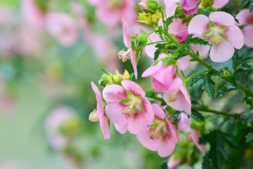 À épingler : 5 arbustes fleuris à planter en ce moment pour un jardin coloré toute l’année