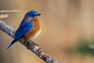 5 oiseaux bleus à attirer dans votre jardin ce printemps
