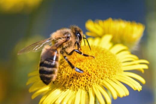 À épingler : 5 plantes mellifères à cultiver en ce moment pour attirer les abeilles dans votre jardin
