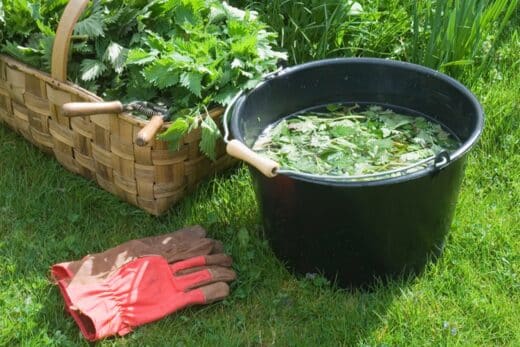 À épingler : 5 purins faciles à préparer pour protéger et nourrir vos plantes