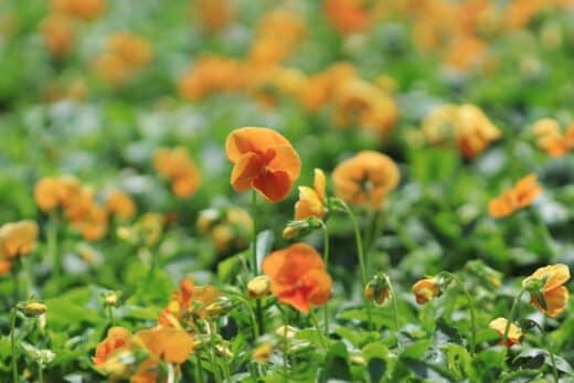 À épingler : 6 fleurs comestibles à cultiver pour égayer votre jardin et votre cuisine