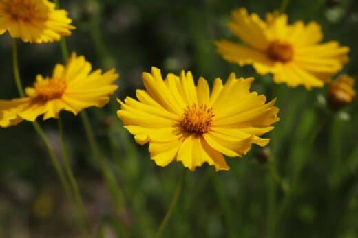 À épingler : 6 fleurs vivaces faciles à entretenir pour plus de 6 mois de floraison