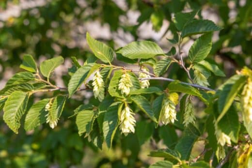 Arbre persistant : 12 Arbres qui ne perdent pas leurs feuilles
