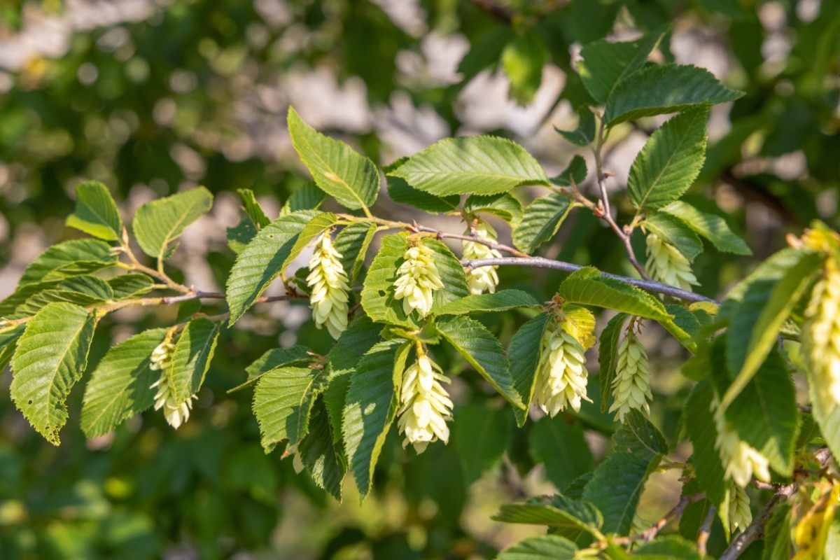 7 arbres peu communs et faciles à entretenir pour un jardin original