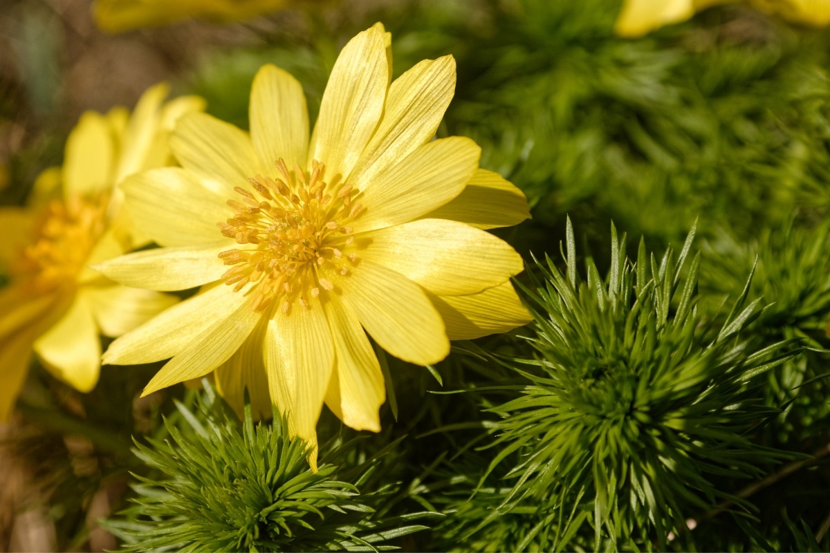 Adonis des Pyrénées