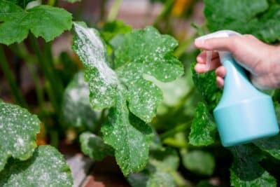 Après le passage du mildiou voici les gestes à adopter pour rétablir votre jardin