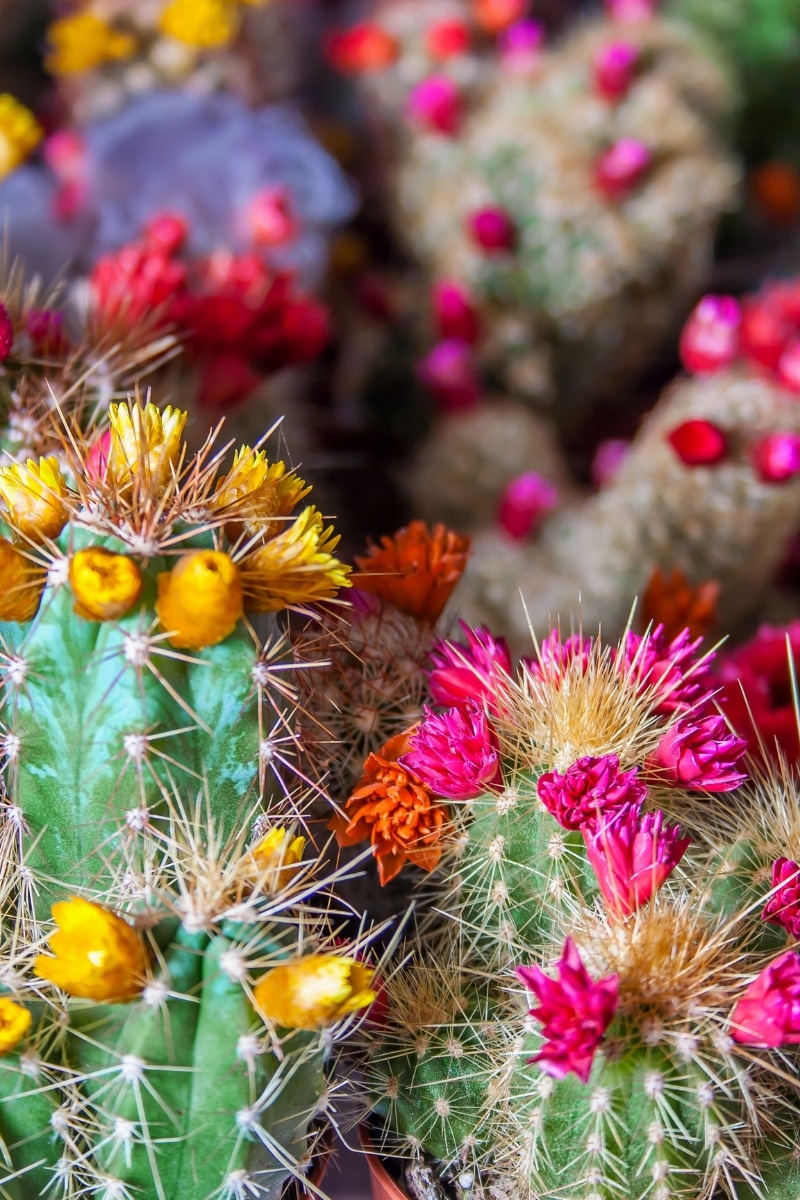 Cactus en fleur