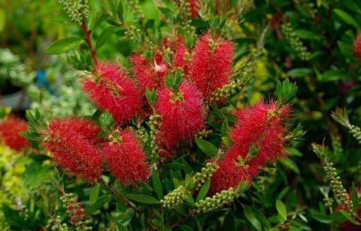 À épingler : Comment planter, tailler et entretenir un Callistemon (le fameux rince-bouteilles)?