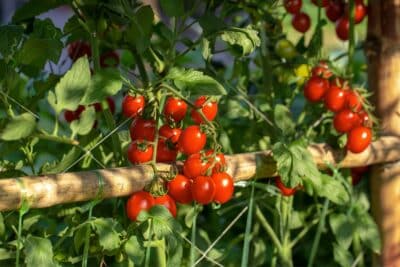 Ces erreurs à éviter en mai pour ne pas ruiner votre récolte de tomates