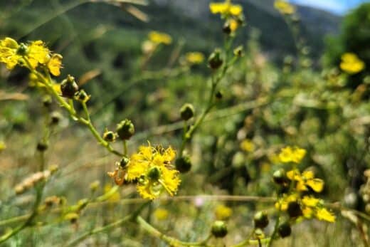 À épingler : Cette plante vous aidera à éliminer les mouches naturellement de votre maison