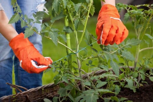À épingler : Comment choisir et installer des tuteurs pour vos tomates ?