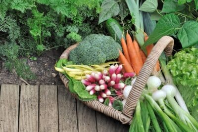 Comment choisir la bonne terre pour votre carré potager Conseils et astuces