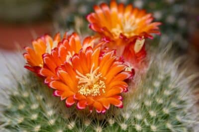 Comment faire fleurir vos cactus en intérieur astuces et conseils !