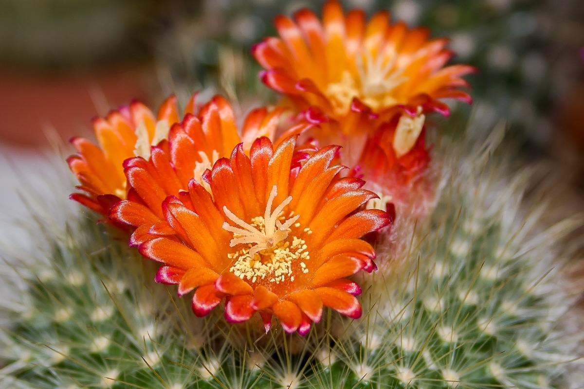 Comment faire fleurir vos cactus en intérieur astuces et conseils !