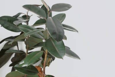 Comment rempoter votre ficus Le moment idéal et les bonnes techniques