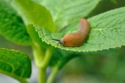 Comment repousser naturellement les limaces de votre potager Conseils et astuces
