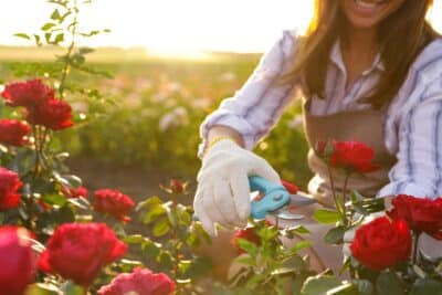 Comment réussir la taille de vos rosiers en ce mois de mai Techniques et astuces