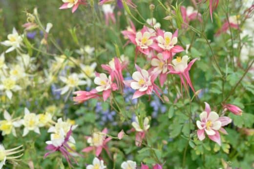 À épingler : Comment planter et entretenir l’ancolie dans votre jardin ce printemps ?