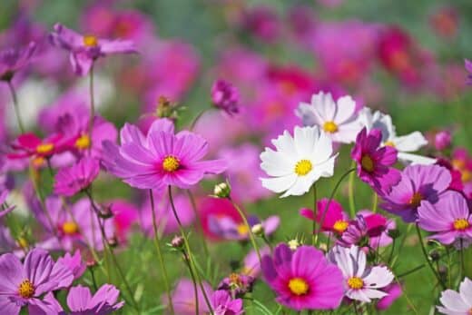 À épingler : Jardinage en mai : 3 fleurs faciles à entretenir à planter en ce moment