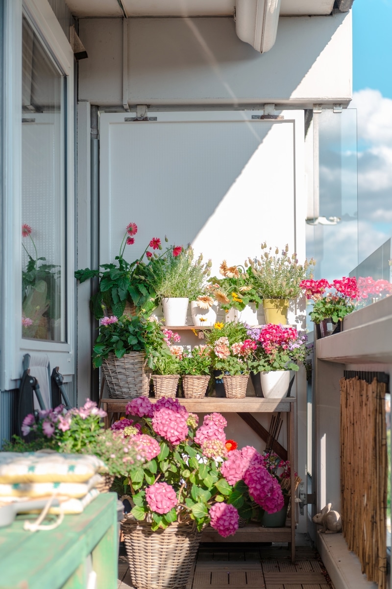 Des fleurs au balcon