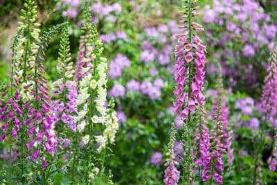 Fleurs de montagne top 10 des plus belles variétés